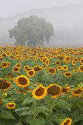 Sunflower Field, Vertical