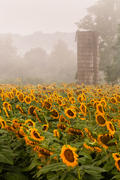 Silo with Sunflowers