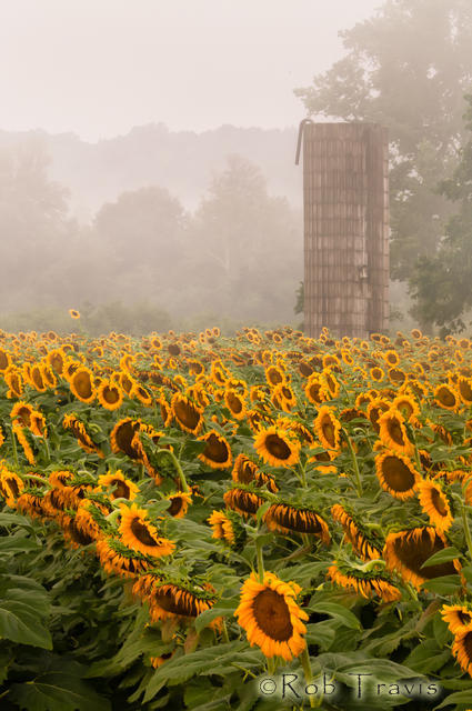 Silo with Sunflowers