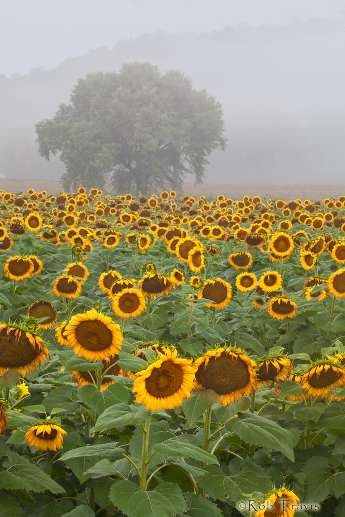 Sunflower Field, Vertical