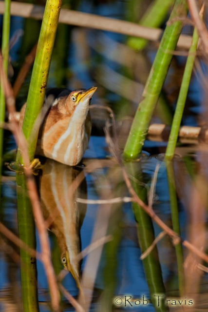 Least Bittern with Reflection