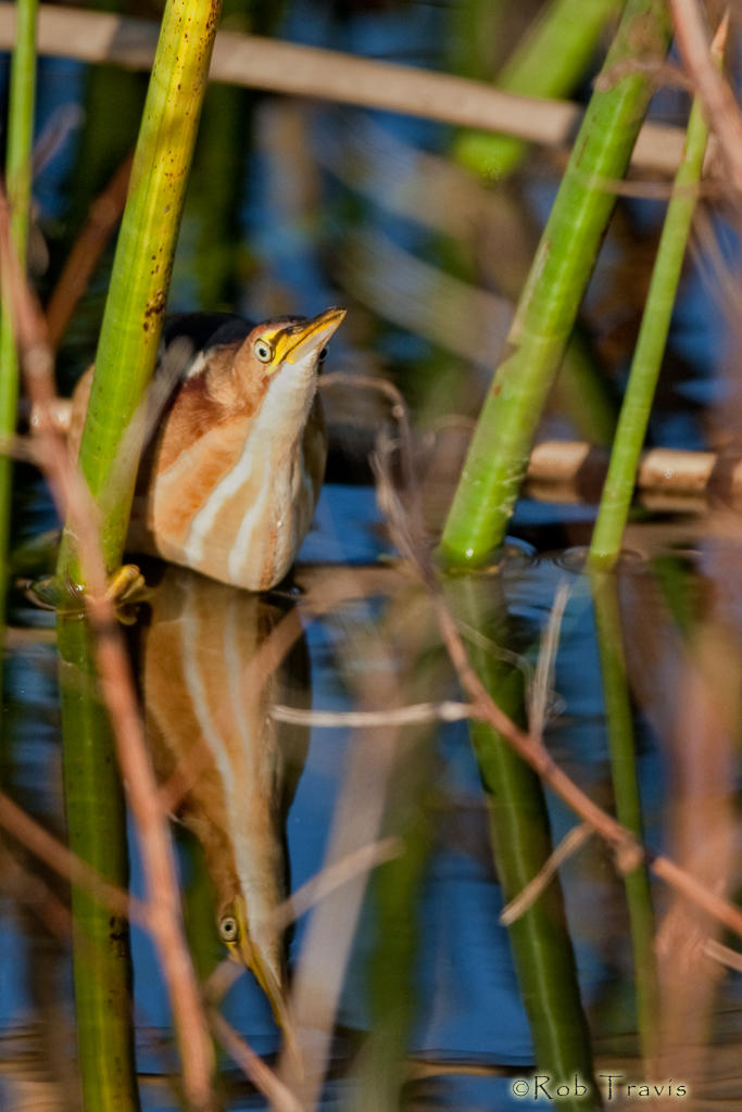 Least Bittern with Reflection