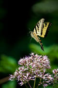 Yellow Swallowtail in Flight