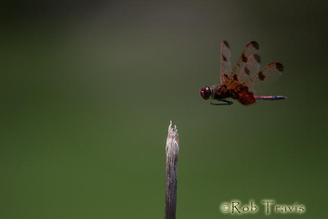Dragonfly Flight