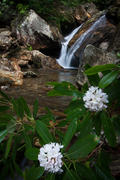 Upper Skinny Dip Falls with Rhododendron 