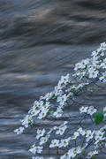 Blooming Dogwood over Moving Water