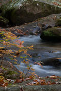 Oak Sapling by Creek