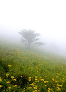 High Meadow in Fogy