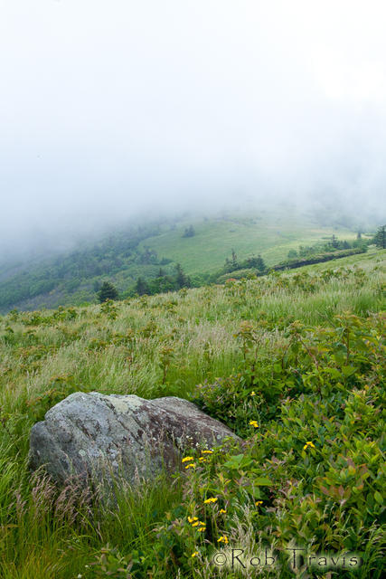 Field Boulder in high grasses