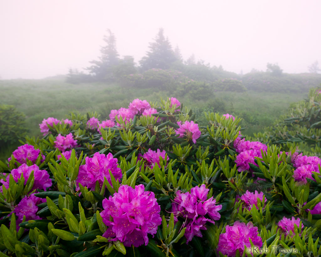 Foggy Rhododendron 