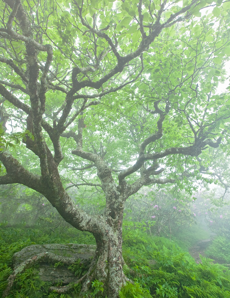 Beech Tree at Craggy