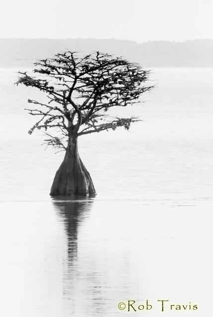 Cypress Tree, Lake Mattamuskeet