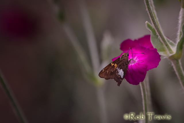Rose Campion, and Friend