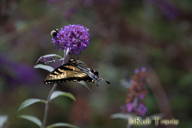 Butterfly Bush and Butterfly
