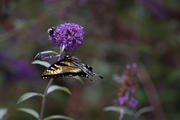 Butterfly Bush and Butterfly