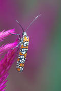 Caradonna salvia and Moth