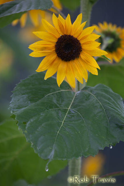 Sunflower in the Rain