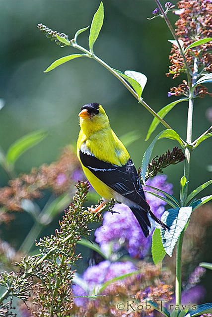 Male Goldfinch on Budleah Branch