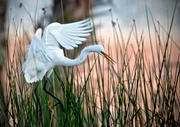 Great Egret, Coming in to Roost. 