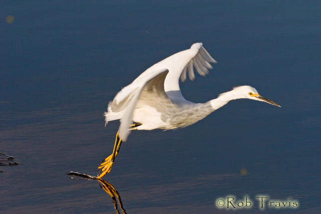 Snowy Egret dancing on the Water. 