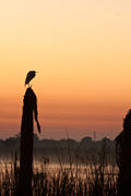 Great Heron silhouetted against the morning sky. 