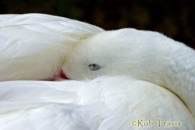 Snow Goose nestled in to sleep. 