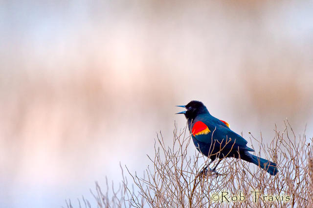 Red-Winged blackbird, proclaiming its territory. 