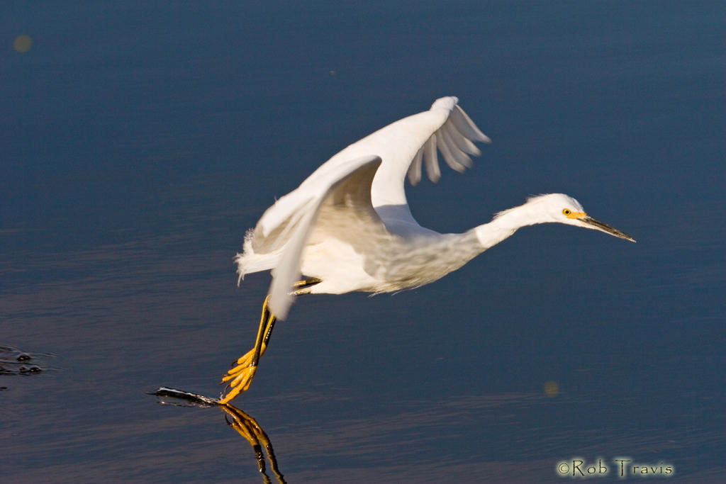 Snowy Egret dancing on the Water. 
