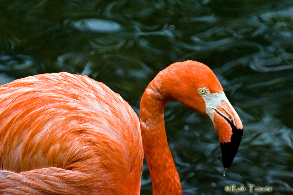 Flamingo. I really just loved this background. 