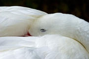 Sleeping Snow Goose