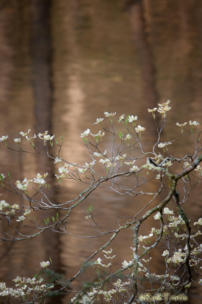 Blooming Dogwood over the Davidson River