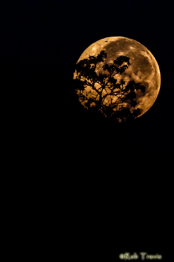 Full Moon behind Tree