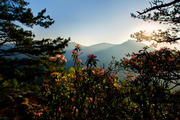 Mountain Laurel in Linville Gorge ll