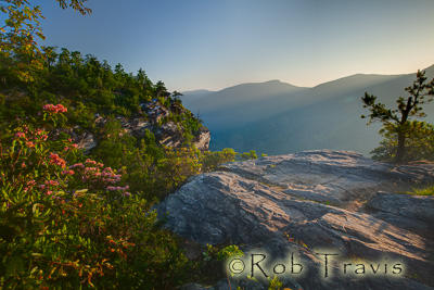 Mountain Laurel in Linville Gorge. 