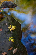 Autumn Leaves and Colored Water. 