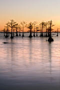 Cypress Grove at Sunset Lake Mattamuskeet, OBX, NC