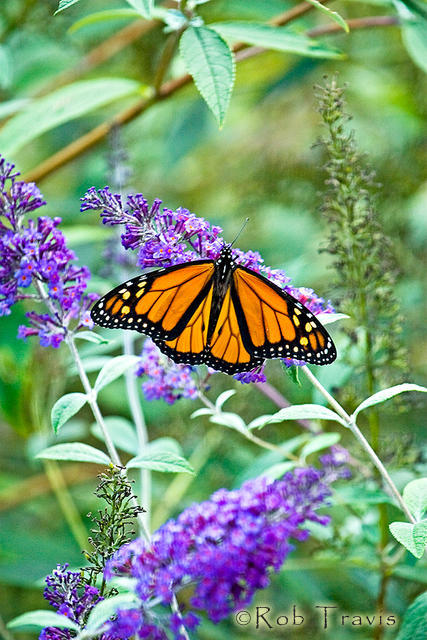 Male Monarch on Budleah