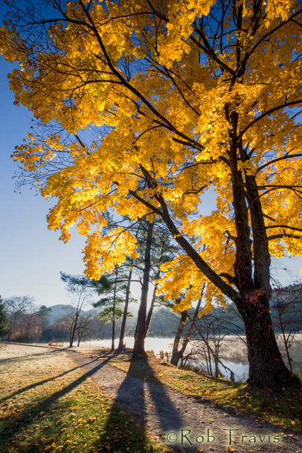 Yellow Maple at Beaver Lake 2