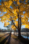 Yellow Maple at Beaver Lake 3