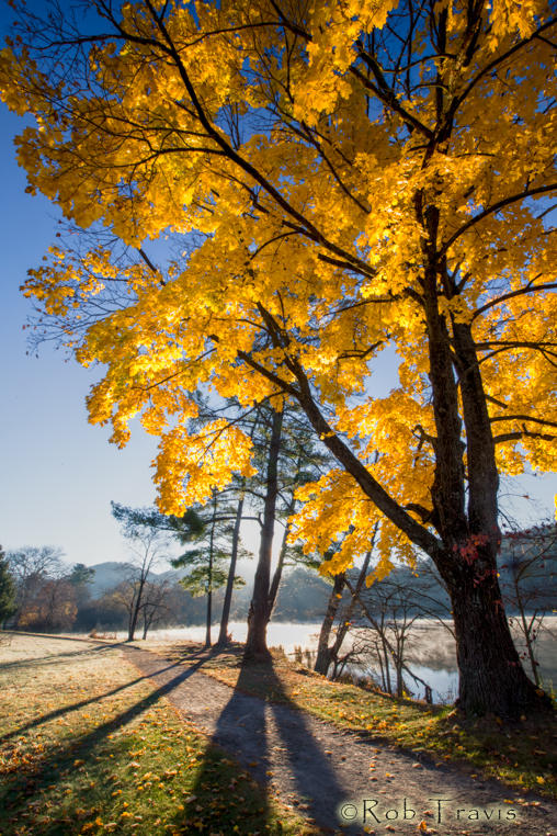 Yellow Maple at Beaver Lake 2