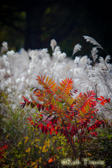Portrait of Autumn...Sumac and Grasses, near Mills River