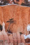 Bryce Canyon Tree