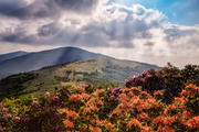 Roan Mountain Afternoon