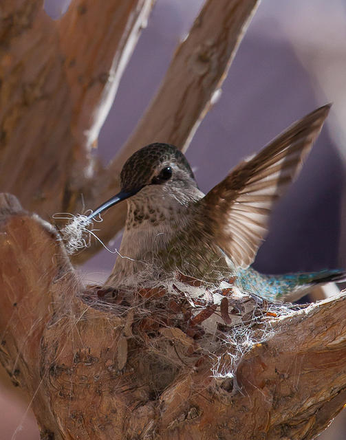 Anna's Hummingbird on Nest