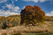 Autumn Field in Barnardsville, NC