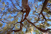 Live Oak Canopy