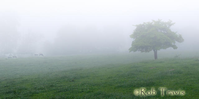 Misty Morn on the Farm