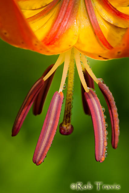 Up Close with Turk's Cap Lily