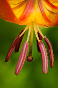 Up Close with Turk's Cap Lily
