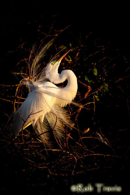 Great Egret in Great Light
